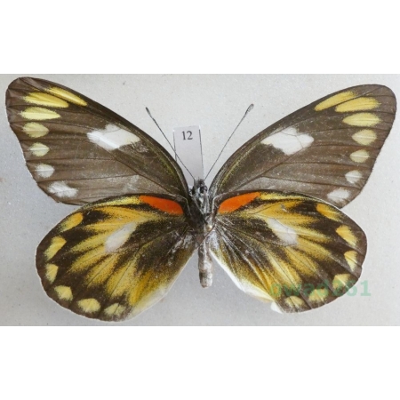 Delias zebuda Hewitson, 1862 female reverse Indonesia, Sulawesi12